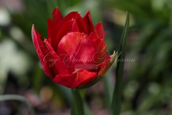 Тюльпан Абба (Tulipa Abba) — фото 7