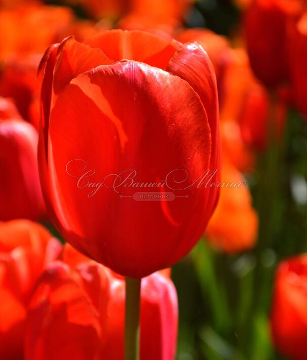 Тюльпан Авиньон (Tulipa Avignon) — фото 3