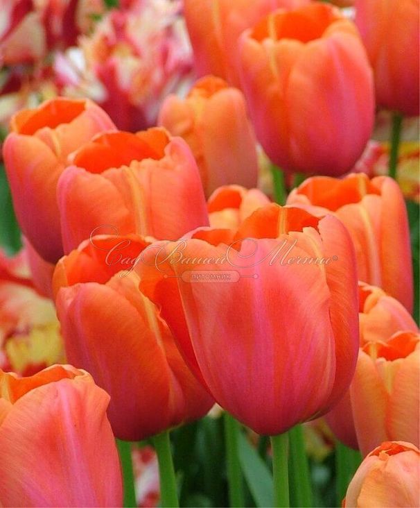 Тюльпан Авиньон (Tulipa Avignon) — фото 4