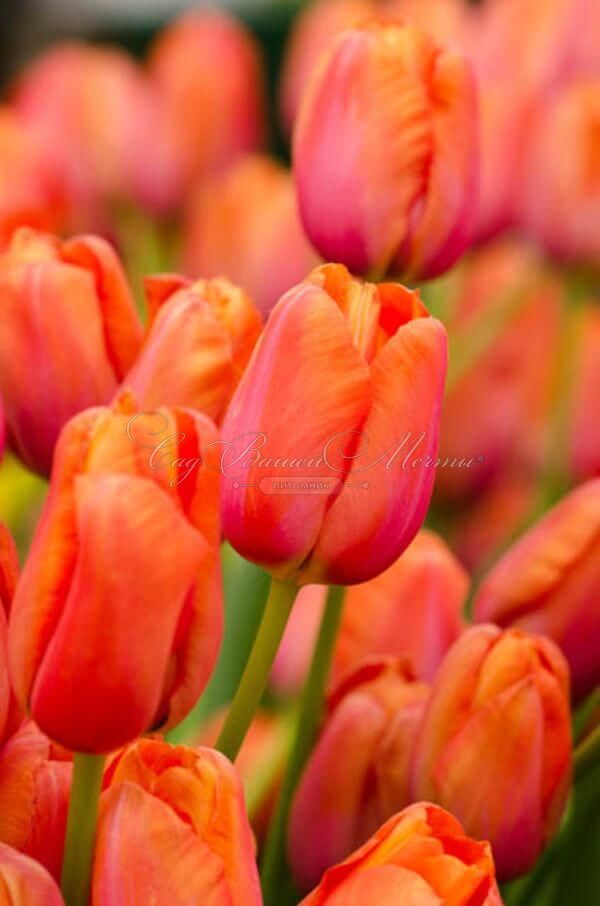 Тюльпан Авиньон (Tulipa Avignon) — фото 5