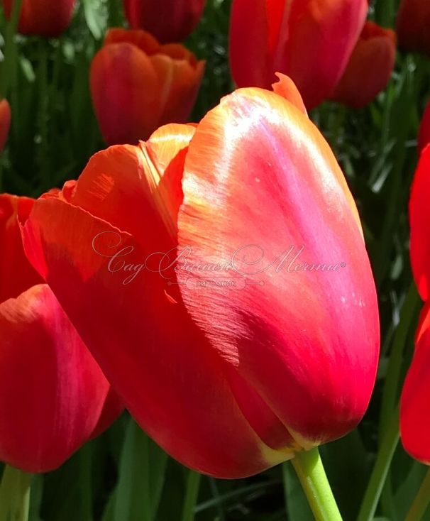Тюльпан Авиньон (Tulipa Avignon) — фото 7