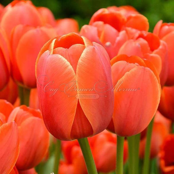 Тюльпан Ад Рем (Tulipa Ad Rem) — фото 2