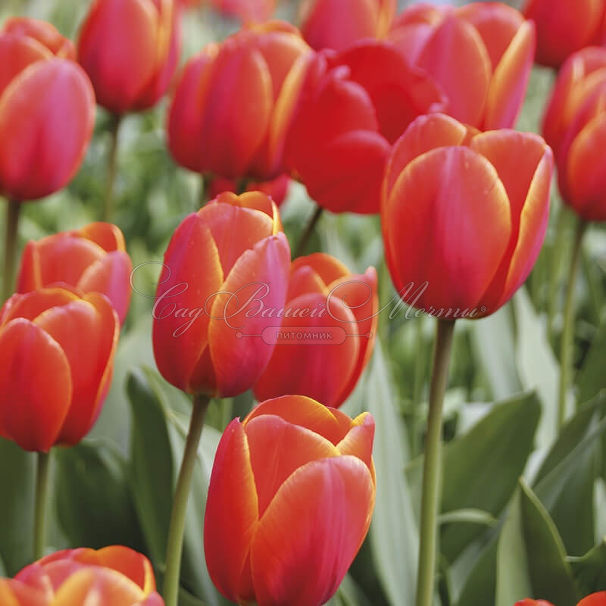 Тюльпан Ад Рем (Tulipa Ad Rem) — фото 3