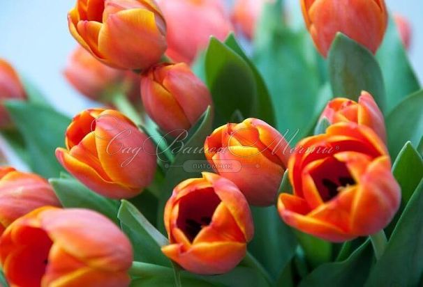 Тюльпан Ад Рем (Tulipa Ad Rem) — фото 4