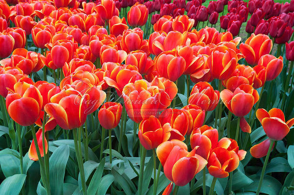 Тюльпан Ад Рем (Tulipa Ad Rem) — фото 5