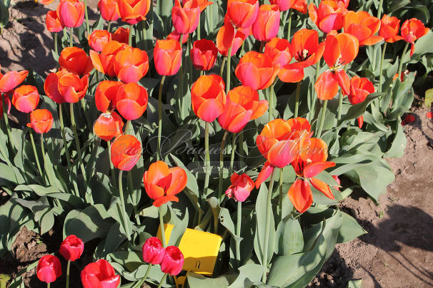 Тюльпан Ад Рем (Tulipa Ad Rem) — фото 6