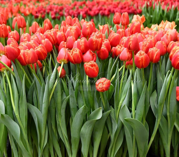 Тюльпан Айкун (Tulipa Icoone) — фото 2