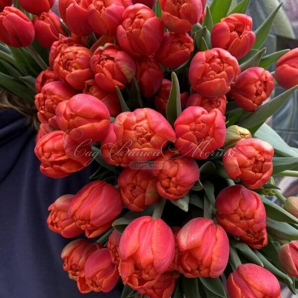 Тюльпан Айкун (Tulipa Icoone) — фото 3