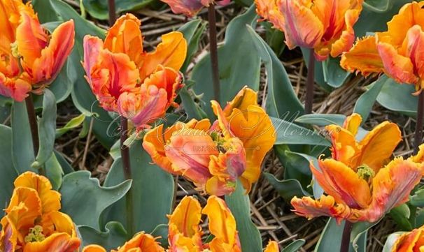 Тюльпан Айрин Пэррот (Tulipa Irene Parrot) — фото 2