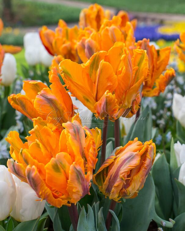 Тюльпан Айрин Пэррот (Tulipa Irene Parrot) — фото 3