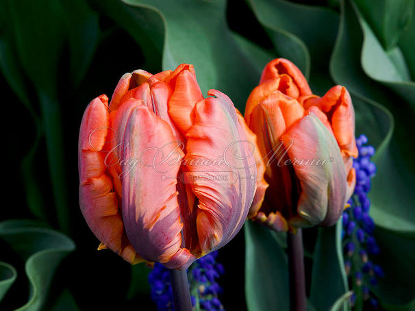 Тюльпан Айрин Пэррот (Tulipa Irene Parrot) — фото 4