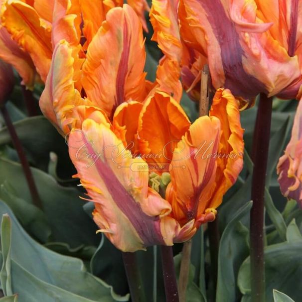 Тюльпан Айрин Пэррот (Tulipa Irene Parrot) — фото 5
