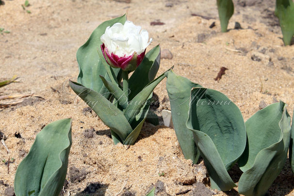 Тюльпан Айс Крим (Tulipa Ice Cream) — фото 2
