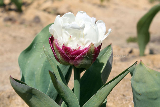Тюльпан Айс Крим (Tulipa Ice Cream) — фото 3
