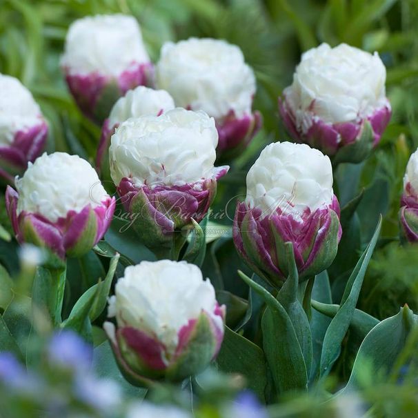 Тюльпан Айс Крим (Tulipa Ice Cream) — фото 4