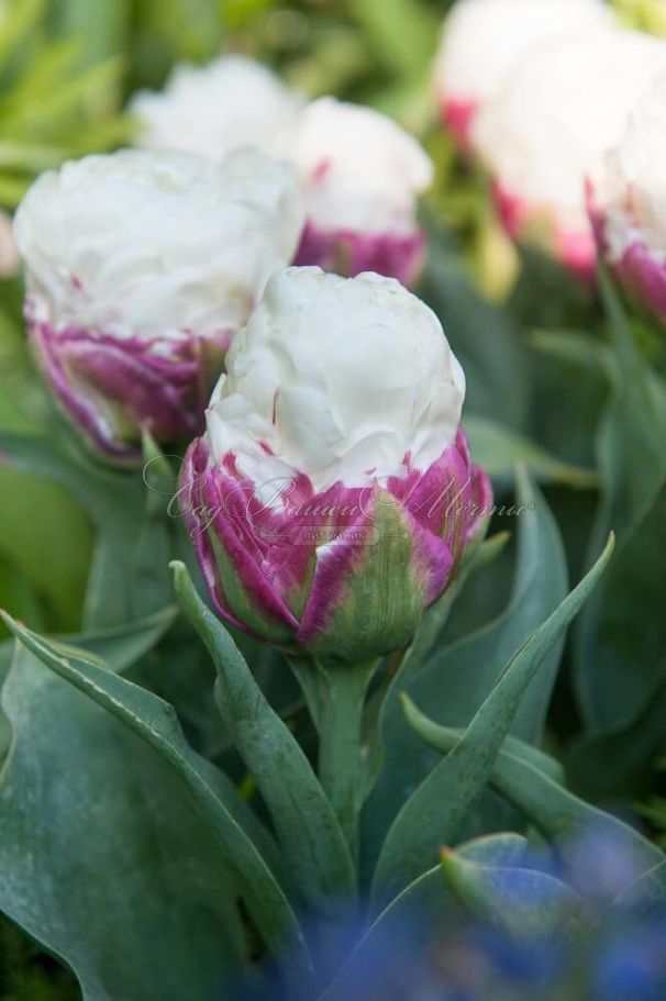 Тюльпан Айс Крим (Tulipa Ice Cream) — фото 5