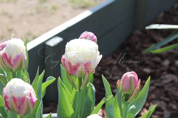Тюльпан Айс Крим (Tulipa Ice Cream) — фото 6