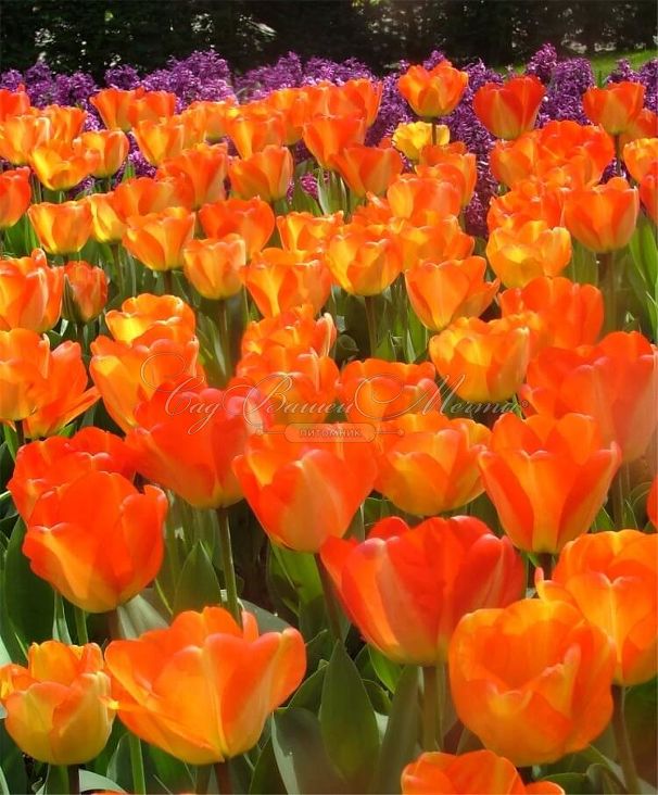 Тюльпан Американ Дрим (Tulipa American Dream) — фото 2
