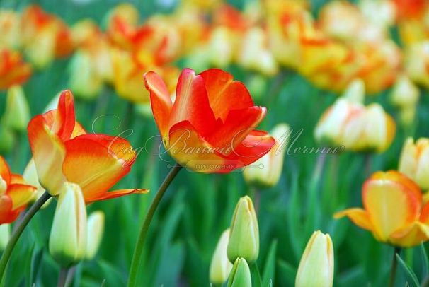 Тюльпан Американ Дрим (Tulipa American Dream) — фото 3