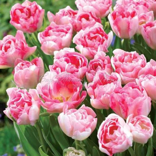 Тюльпан Анжелика (Tulipa Angelique) — фото 4