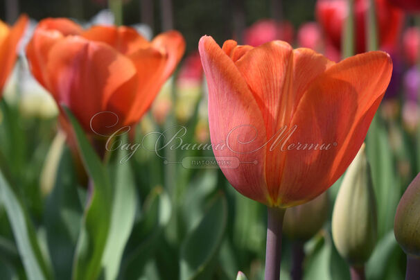 Тюльпан Ани Шилдер (Tulipa Annie Schilder) — фото 2