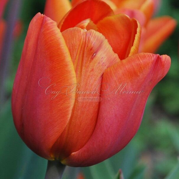 Тюльпан Ани Шилдер (Tulipa Annie Schilder) — фото 3