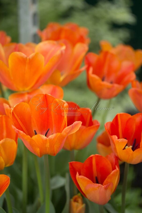 Тюльпан Ани Шилдер (Tulipa Annie Schilder) — фото 4