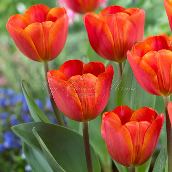 Тюльпан Ани Шилдер (Tulipa Annie Schilder) — фото 5
