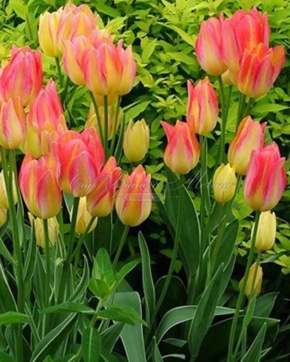 Тюльпан Антуанетта (Tulipa Antoinette) — фото 2