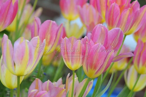 Тюльпан Антуанетта (Tulipa Antoinette) — фото 3