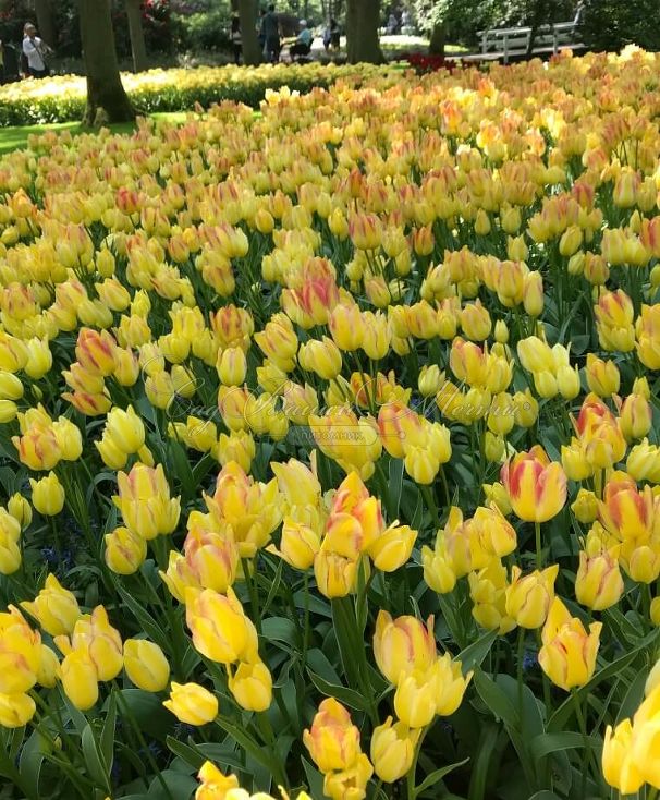 Тюльпан Антуанетта (Tulipa Antoinette) — фото 4