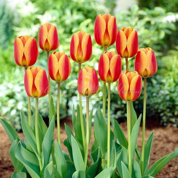 Тюльпан Апеледорн'с Элит (Tulipa Apeldoorn's Elite) — фото 2