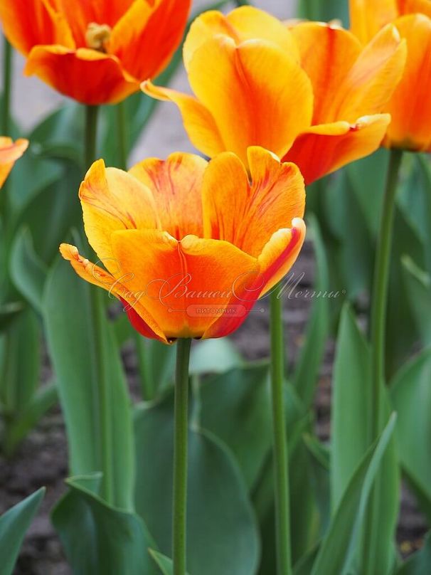 Тюльпан Апеледорн'с Элит (Tulipa Apeldoorn's Elite) — фото 3