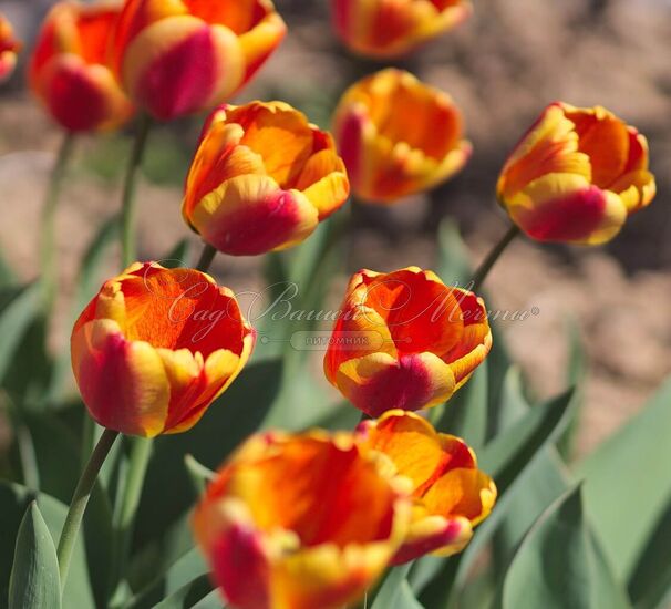 Тюльпан Апеледорн'с Элит (Tulipa Apeldoorn's Elite) — фото 4