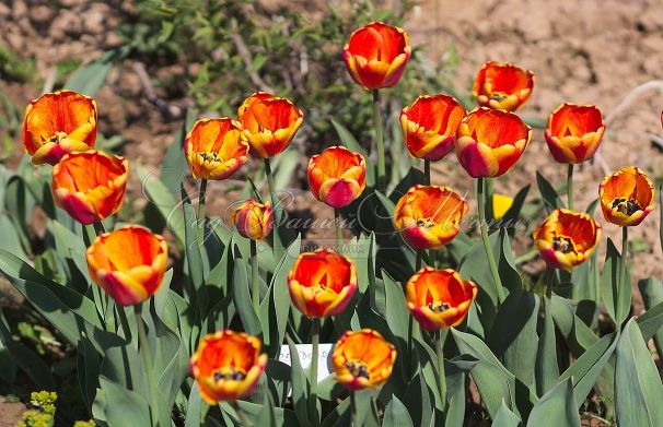Тюльпан Апеледорн'с Элит (Tulipa Apeldoorn's Elite) — фото 6