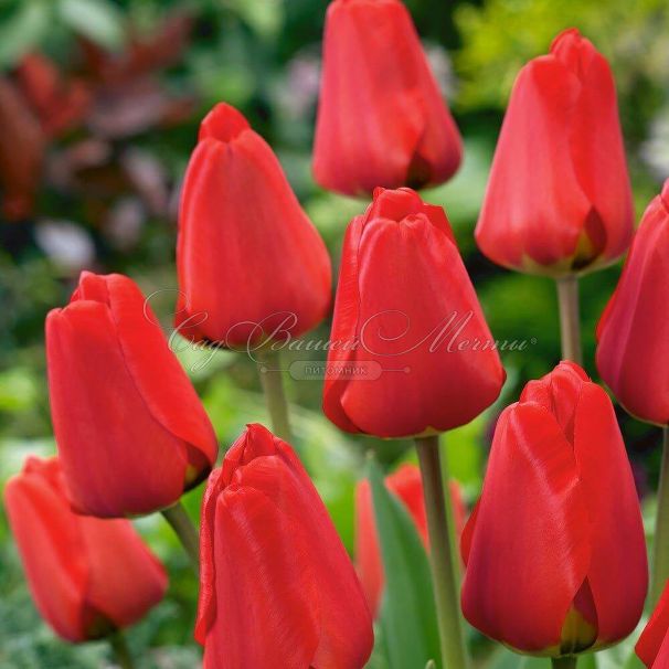 Тюльпан Апельдорн (Tulipa Apeldoorn) — фото 2