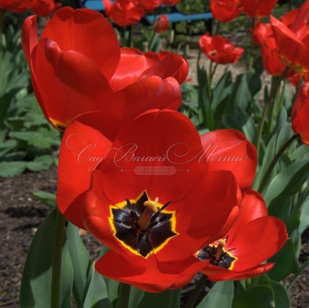 Тюльпан Апельдорн (Tulipa Apeldoorn) — фото 3