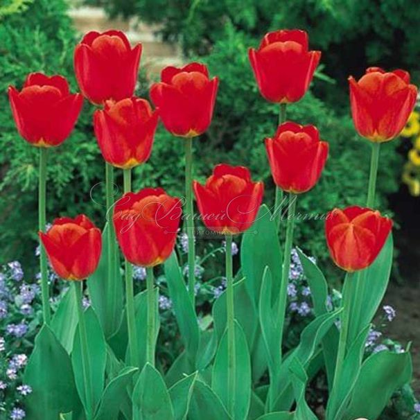 Тюльпан Апельдорн (Tulipa Apeldoorn) — фото 4