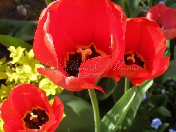 Тюльпан Апельдорн (Tulipa Apeldoorn) — фото 5