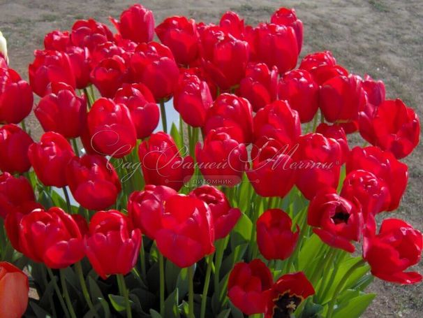 Тюльпан Апельдорн (Tulipa Apeldoorn) — фото 6