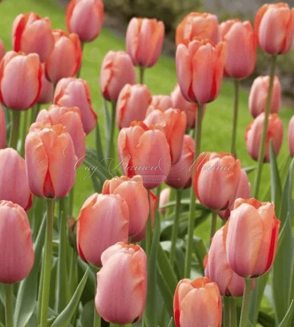 Тюльпан Априкот Фэйворит (Tulipa Apricot Favourite) — фото 2