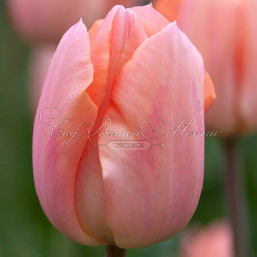 Тюльпан Априкот Фэйворит (Tulipa Apricot Favourite) — фото 3