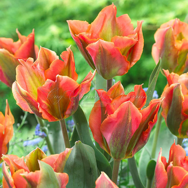 Тюльпан Артист (Tulipa Artist) — фото 2