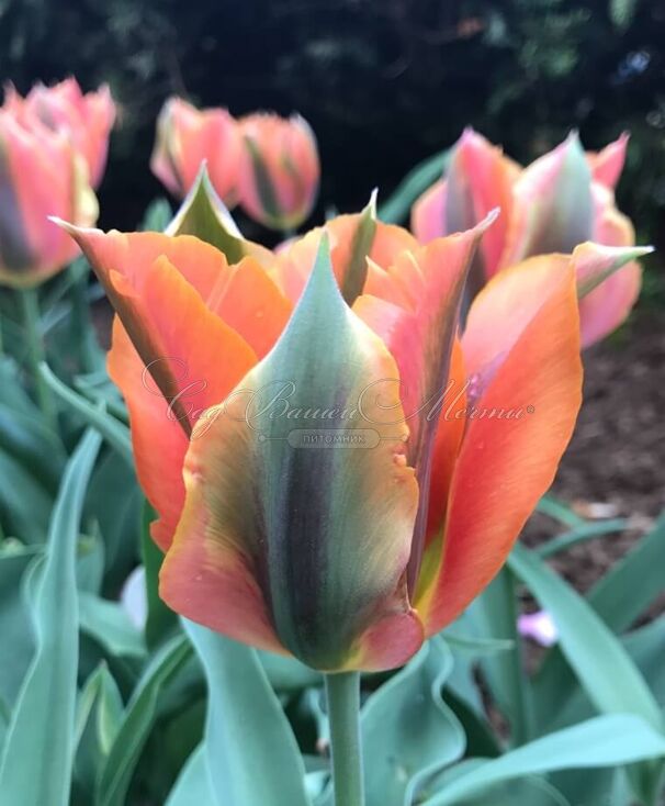 Тюльпан Артист (Tulipa Artist) — фото 3