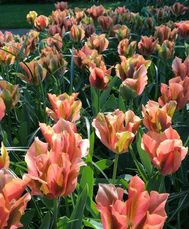 Тюльпан Артист (Tulipa Artist) — фото 4