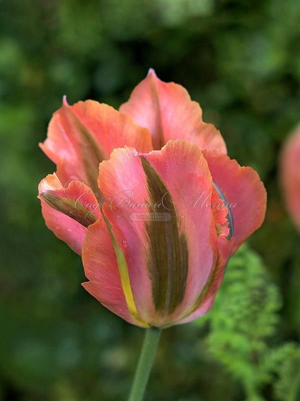Тюльпан Артист (Tulipa Artist) — фото 5