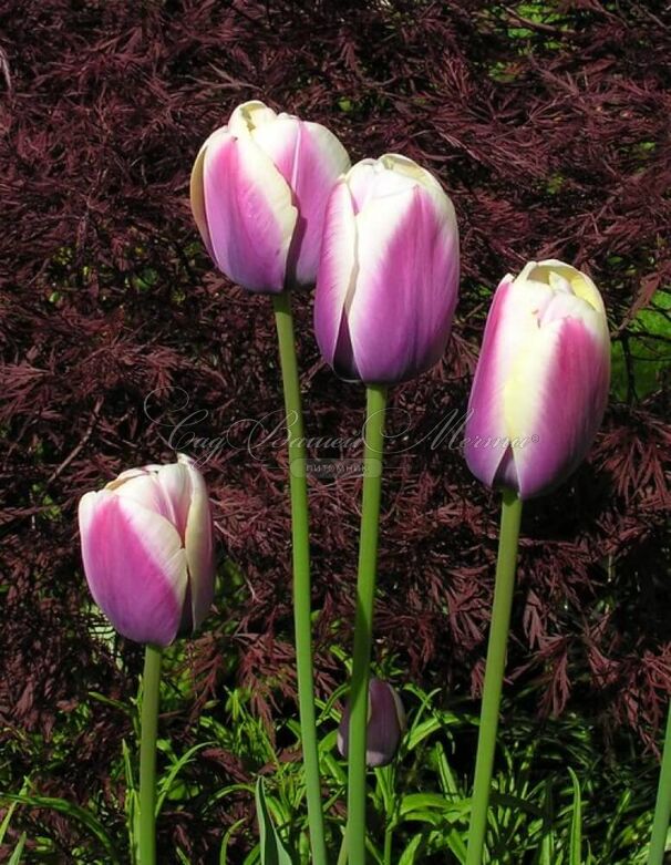 Тюльпан Атлантис (Tulipa Atlantis) — фото 2