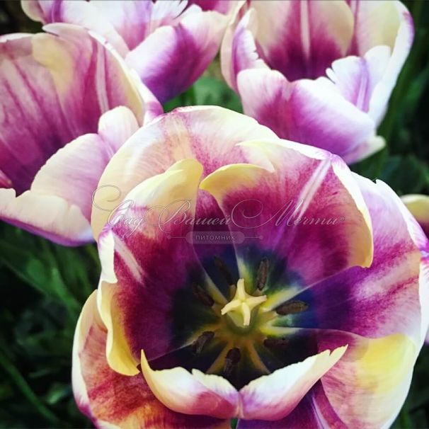 Тюльпан Атлантис (Tulipa Atlantis) — фото 3