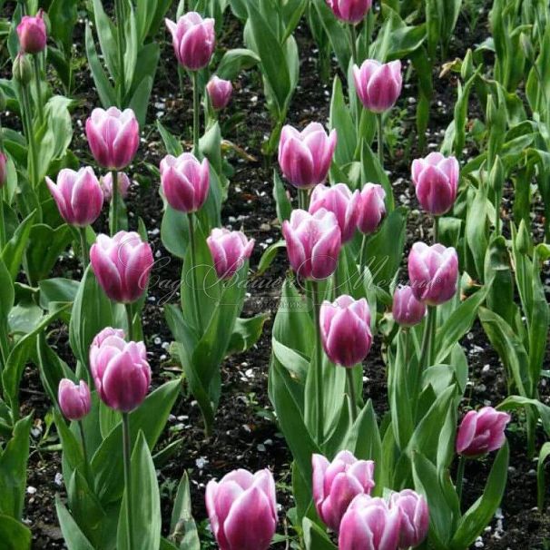 Тюльпан Атлантис (Tulipa Atlantis) — фото 4