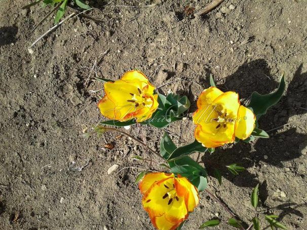 Тюльпан Аутбрек (Tulipa Outbreak) — фото 2